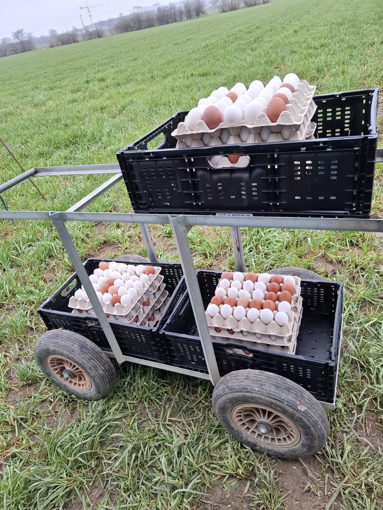 Wagen mit frischen Eiern drauf