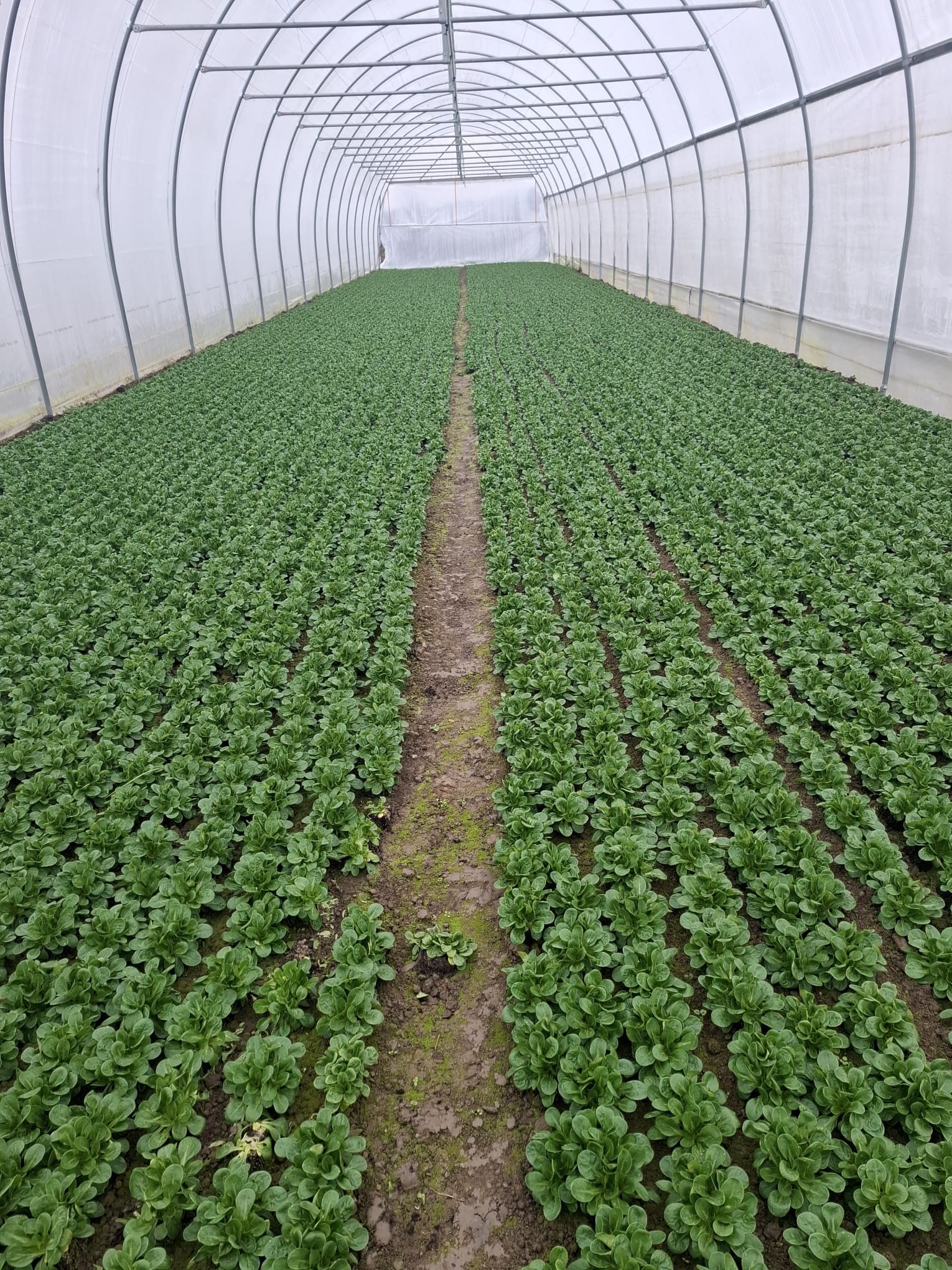 Frischer Nüsslisalat