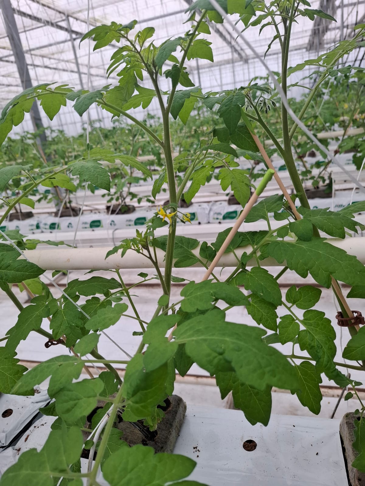 Tomaten aus dem Gewächshaus